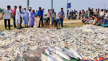 অবৈধভাবে ধরা ৬১৫ কেজি ইলিশ দেওয়া হলো মাদ্রাসা-এতিমখানায়