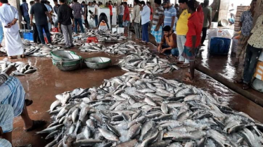 বর্ষবরণে ১ মণ ইলিশের দাম ১ লক্ষ ২০ হাজার টাকা