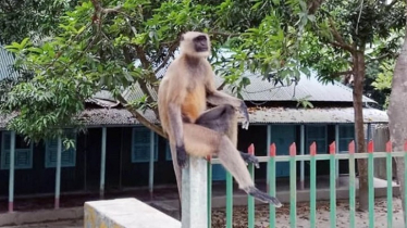 খাদ্য সঙ্কটের কারণে, দলছুট হয়ে লোকালয়ে ঘুরে বেড়াচ্ছে হনুমান