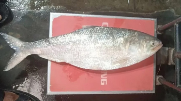 চাঁদপুরে আড়াই কেজির ইলিশ ১৩ হাজার টাকায় বিক্রি