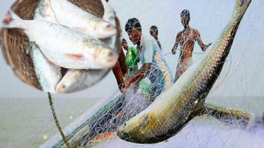 মা ইলিশ রক্ষায় কবে থেকে মাছ ধারা বন্ধ জানালো মৎস্য বিভাগ