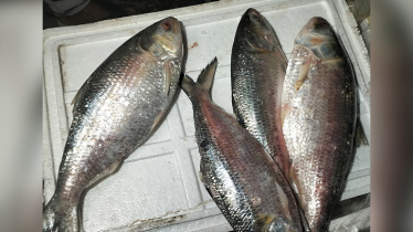 কলকাতায় কত করে বিক্রি হচ্ছে বাংলাদেশের ইলিশ?