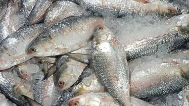 দুই মাসে বাংলাদেশে সাড়ে ৩ লাখ কেজি ভারতীয় ইলিশ আমদানি 
