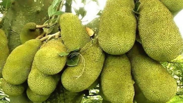 বাংলাদেশ থেকে কাঁঠাল আমদানির অনুমতি দিল চীন 