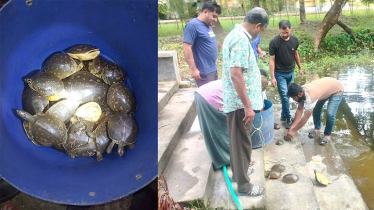 পাচারের উদ্দেশ্যে রাখা ৩২টি বিলুপ্তপ্রায় কচ্ছপ উদ্ধার