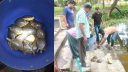 পাচারের উদ্দেশ্যে রাখা ৩২টি বিলুপ্তপ্রায় কচ্ছপ উদ্ধার