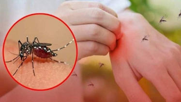 রক্ত মিষ্টি বলেই কি মশা বেশি কামড়ায়?