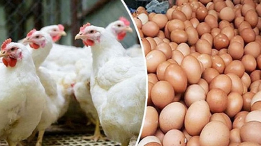 ৭ দফা দাবি না মানলে শনিবার থেকে মুরগি–ডিম উৎপাদন বন্ধ: বিপিএ ৭ দফা দাবি না মানলে শনিবার থেকে মুরগি–ডিম উৎপাদন বন্ধ: বিপিএ