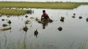 ঘণ্টায় ঘণ্টায় বাড়ছে পানি, দুই নদীর পানি বিপৎসীমার ওপরে ঘণ্টায় ঘণ্টায় বাড়ছে পানি, দুই নদীর পানি বিপৎসীমার ওপরে