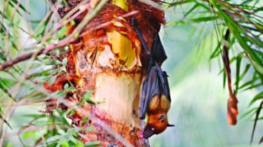 নিপাহ ভাইরাস ছড়িয়েছে ৩৫ জেলায়, হাসপাতালে নির্দেশনা