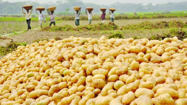 হিমাগার গেইটে আলুর কেজি ২২ টাকা নির্ধারণ