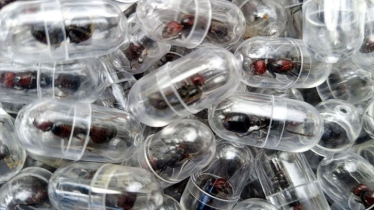 ২০০০ রানি পিঁপড়া পাচারের চেষ্টা, চীনা নাগরিক গ্রেপ্তার