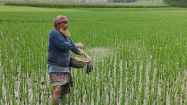 আলীকদমে সার সংকট, আছে সেচের সমস্যাও