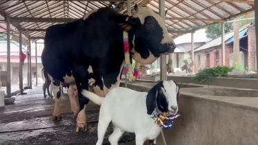 ১৫ লাখ টাকার ‘সান্ডা’ কিনলে ‘পান্ডা’ ফ্রি!