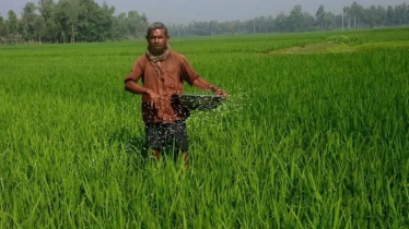 বাংলাদেশে সার সংকট আছে নাকি নেই?