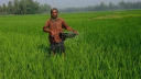 বাংলাদেশে সার সংকট আছে নাকি নেই?
