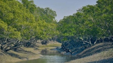  টানা ৩ মাস পর ফের খুলছে সুন্দরবনের দুয়ার