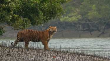 সুন্দরবনের ১০ কিলোমিটার এলাকায় শিল্পপ্রতিষ্ঠান নির্মাণে নিষেধাজ্ঞা জারি