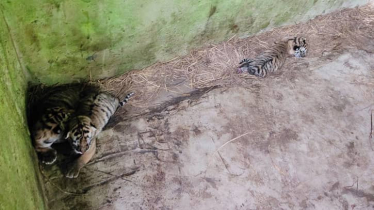 চট্টগ্রাম চিড়িয়াখানায় বাইডেন-জয়া দম্পতির ঘরে নতুন ৩ অতিথি