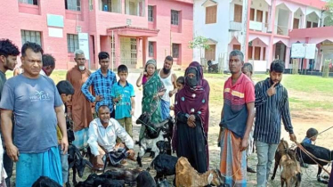 সরকারি ভ্যাকসিনে খাগড়াছড়ি ২৫টি গরু-ছাগলের মৃত্যু