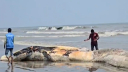 সমুদ্রে ৫৮ ফুট দীর্ঘ মৃত তিমি উদ্ধার