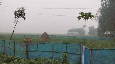 শরতের সকালে কুয়াশার চাদর, শীতের আগমনী বার্তা