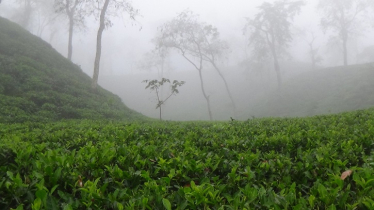 দেশের সর্বনিম্ন তাপমাত্রা শ্রীমঙ্গলে দেশের সর্বনিম্ন তাপমাত্রা শ্রীমঙ্গলে