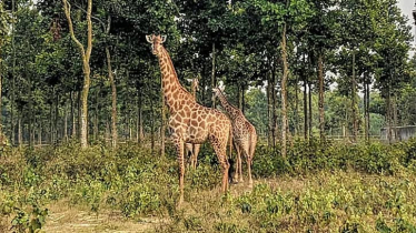 টিবি রোগে আক্রান্ত হয়ে মারা গেল সাফারি পার্কের শেষ জিরাফটি টিবি রোগে আক্রান্ত হয়ে মারা গেল সাফারি পার্কের শেষ জিরাফটি