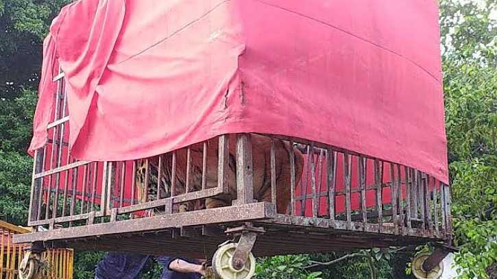রংপুর চিড়িয়াখানায় যুক্ত হলো দুটি রয়েল বেঙ্গল টাইগার রংপুর চিড়িয়াখানায় যুক্ত হলো দুটি রয়েল বেঙ্গল টাইগার