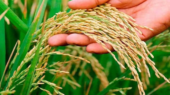 ধান উৎপাদনে নতুন রেকর্ড ধান উৎপাদনে নতুন রেকর্ড