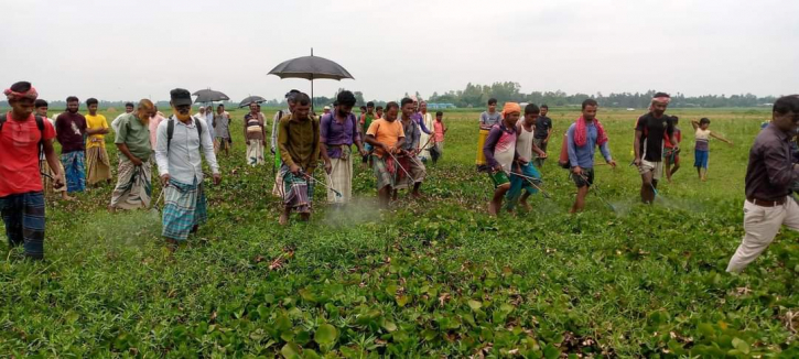 সাঁথিয়ার বড়বিলে নিজেদের অর্থায়নে কচুরিপানা নিধন 