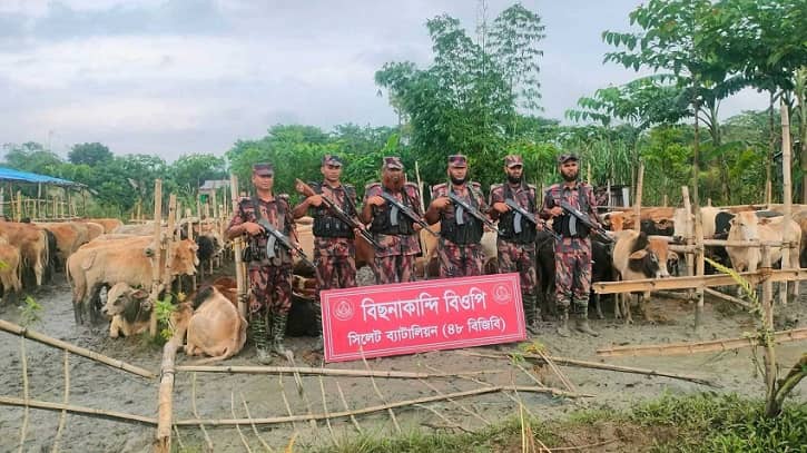 সিলেট সীমান্তে ভারতীয় গরু-মহিষের বড় চালান জব্দ সিলেট সীমান্তে ভারতীয় গরু-মহিষের বড় চালান জব্দ