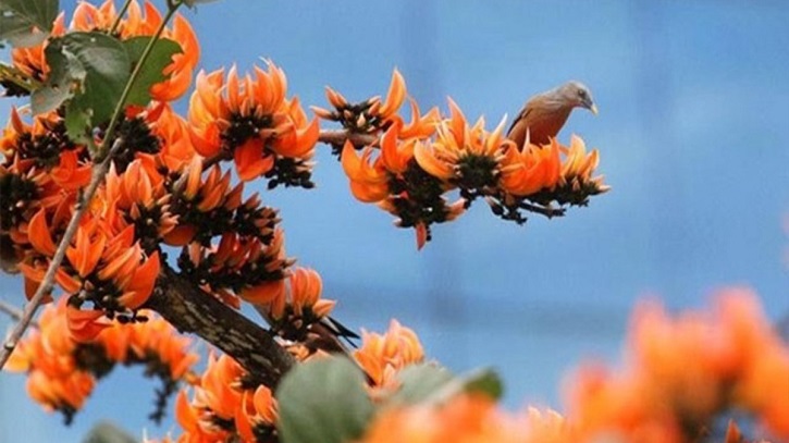 বসন্ত মানেই নতুন প্রাণের কলরব