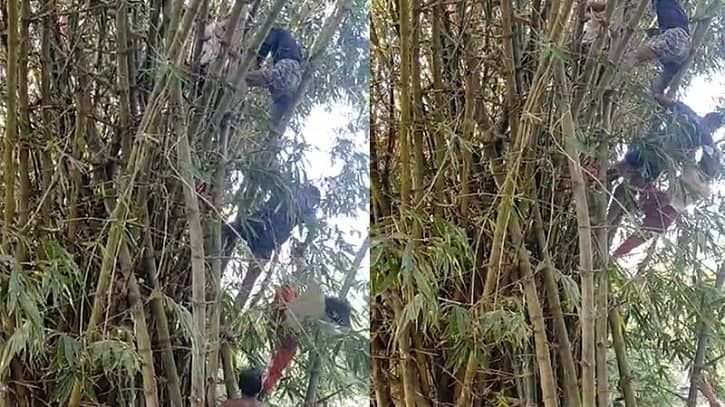 ৪৫ ফুট উঁচু বাঁশঝাড়ের মাথায় গৃহবধূ, গ্রামবাসী যা বলছেন ৪৫ ফুট উঁচু বাঁশঝাড়ের মাথায় গৃহবধূ, গ্রামবাসী যা বলছেন