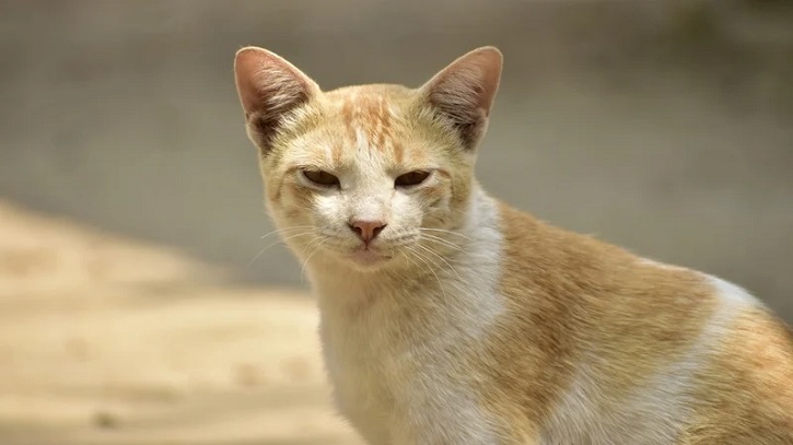 ঢাকায় বিড়াল হত্যার দায়ে একজনের ছয় মাসের কারাদণ্ড