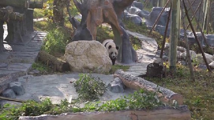 চীনে জায়ান্ট পান্ডা নিয়ে গবেষণা কেন্দ্র পরীক্ষামূলকভাবে চালু