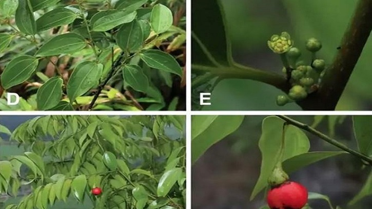 চীনে লেবুর ঘ্রাণযুক্ত নতুন গাছ আবিষ্কার