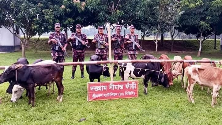 সীমান্তে ১৩ ভারতীয় গরু জব্দ করলো বিজিবি সীমান্তে ১৩ ভারতীয় গরু জব্দ করলো বিজিবি