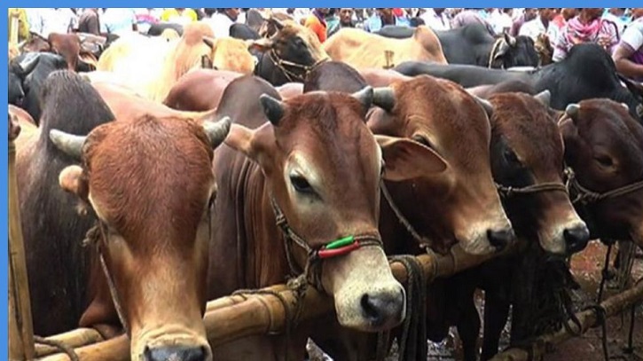 কানায় কানায় পূর্ণ বসিলার গরু-ছাগলের হাট, ক্রেতার দেখা নেই কানায় কানায় পূর্ণ বসিলার গরু-ছাগলের হাট, ক্রেতার দেখা নেই