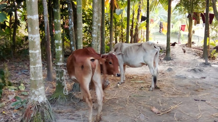 কৃষকের গরু নিয়ে গেলেন জামায়াত নেতা