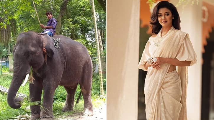 জয়ার রিটে বন্ধ হলো হাতি নির্যাতন জয়ার রিটে বন্ধ হলো হাতি নির্যাতন