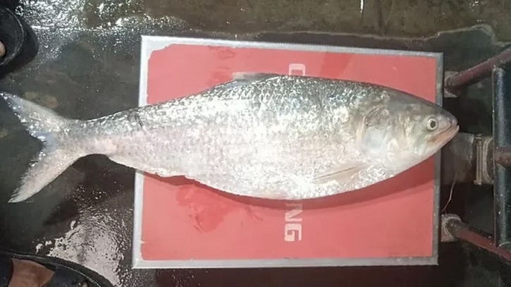 চাঁদপুরে আড়াই কেজির ইলিশ ১৩ হাজার টাকায় বিক্রি চাঁদপুরে আড়াই কেজির ইলিশ ১৩ হাজার টাকায় বিক্রি