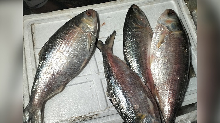 কলকাতায় কত করে বিক্রি হচ্ছে বাংলাদেশের ইলিশ?