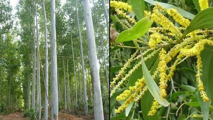 ইউক্যালিপটাস ও আকাশমণি গাছ নিষিদ্ধ ইউক্যালিপটাস ও আকাশমণি গাছ নিষিদ্ধ