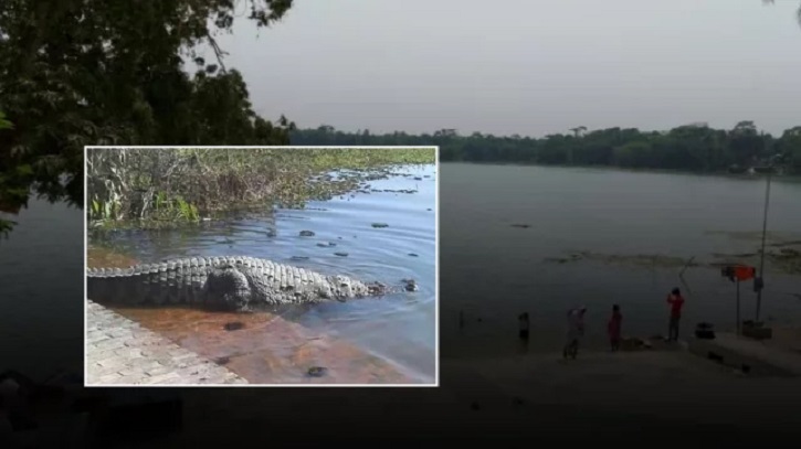 সেই কুমিরকে সুন্দরবনে নেওয়ার সিদ্ধান্ত