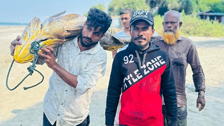 কক্সবাজারে ধরা পড়ল ৩৩ কেজির পোপা মাছ, দাম হাঁকা হচ্ছে কত টাকা?