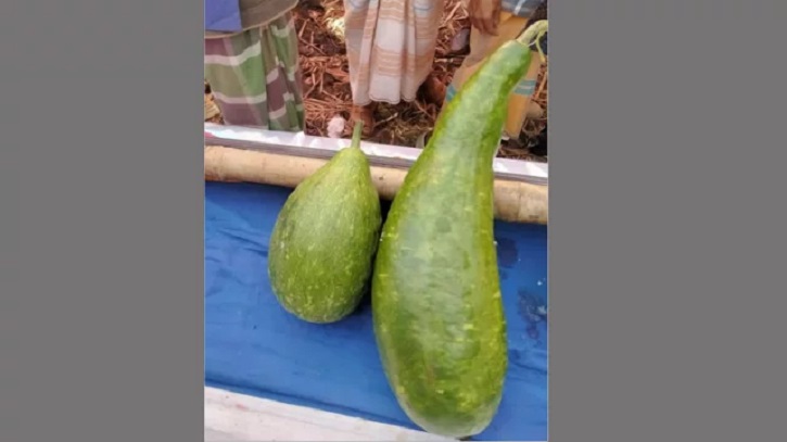 এক জোড়া লাউ ১৮ হাজার টাকায় বিক্রি! 