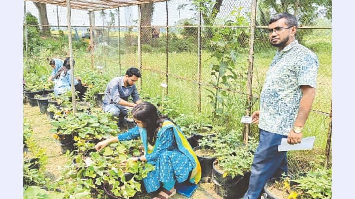 নামে ‘মিষ্টি’ আলু হলেও হটাবে ডায়াবেটি, ক্যান্সারসহ নানা রোগ: গবেষণা নামে ‘মিষ্টি’ আলু হলেও হটাবে ডায়াবেটি, ক্যান্সারসহ নানা রোগ: গবেষণা