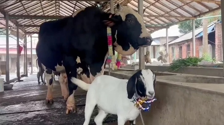 ১৫ লাখ টাকার ‘সান্ডা’ কিনলে ‘পান্ডা’ ফ্রি! ১৫ লাখ টাকার ‘সান্ডা’ কিনলে ‘পান্ডা’ ফ্রি!