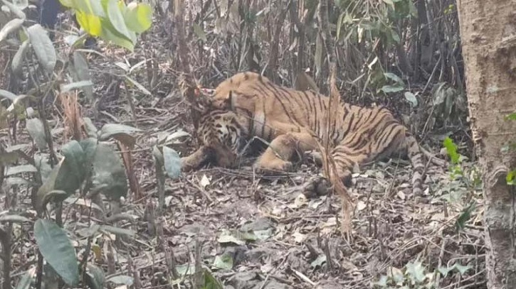 হরিণ শিকারে পাতা ফাঁদে আটকা বাঘ উদ্ধার হরিণ শিকারে পাতা ফাঁদে আটকা বাঘ উদ্ধার